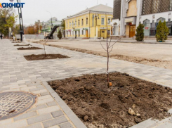 А разве что-то не так? – в Администрации Таганрога вдруг вспомнили про деревья
