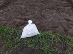 Донские власти отчитались перед Патрушевым о весенне-полевых работах - ситуация выглядит перспективно