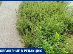 «От аллергии сдохнем»: таганрогские школьники и пенсионеры снова задыхаются от амброзии на Марцево