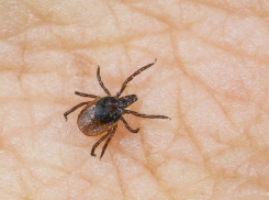 За неделю количество таганрожцев укушенных клещами возросло на 60 человек