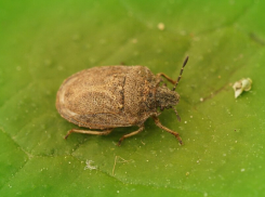 Заморозки, засуха, а теперь и вредная черепашка покушаются на урожай в области