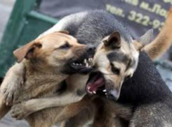 Вокруг бродячих собак в Таганроге кипят страсти