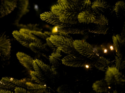 Выбрасываем елку экологично