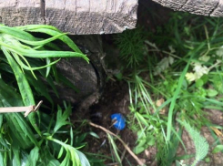 В Таганроге 29-летнего закладчика наркотиков взяли под стражу