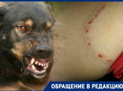 «Страшная ситуация»: в Таганроге на женщину напали бродячие собаки