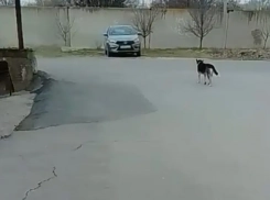 Стаю собак, напавшую на девочку в Таганроге, обещают экстренно отловить