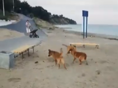 Крысы и бродячие собаки встречают гостей Таганрога на «Центральном пляже»