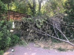 2 недели прошло с момента урагана, а в Таганроге всё валяются деревья