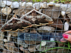 Таганроженка обнаружила в своём дворе парочку удивительных бабочек