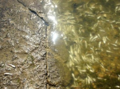 В Таганроге из-за мора рыбы запрещено купаться и рыбачить 