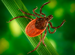 Клещи продолжают атаковать Таганрог