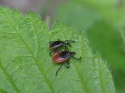 К началу осени клещи покинули Таганрог