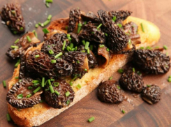 Как не отравиться сморчками и почему они занесены в Красную книгу Ростовской области