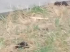 Нашествие крыс наблюдается в Приморском районе Таганрога