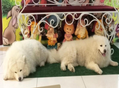 Таганроженка считает издевательством фотосессии с собаками