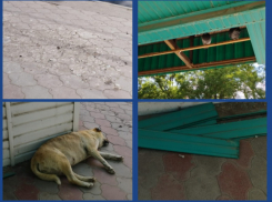 Людям места нет: голуби и собаки оккупировали остановку в Таганроге