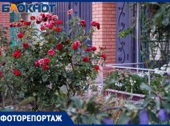 Маленькие сады большого города: картины таганрогских палисадников