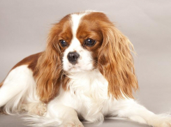 Мошенник из Таганрога обманул жительницу Рязани, пообещав привести породистого  щенка