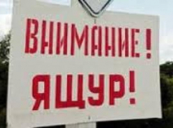  К Ростовской области подбирается вирус ящура