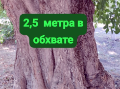 В Таганроге выбрали место, где посадят деревья вместо тех, что вырубят при реконструкции БСМП