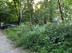 На  улице Пальмиро Тольятти таганрогские  власти возрождают дикую природу