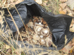 В преддверии сезона советы таганрогским грибникам