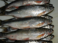 Почему за ловлю шамайки в Таганрогском заливе раньше  было суровое наказание?