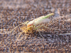 До 1000 взмахов в секунду: ученые пояснили причины очередного «нашествия» комаров в Таганроге