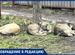 «Кошек рвут на части»: агрессивные бродячие собаки опять смертельно угрожают таганрожцам