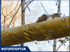 С теплом в Таганроге – труба