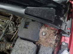 Необычную находку обнаружил под капотом своей машины автолюбитель из Неклиновского района