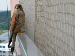 Залетают на балконы: таганрожцев просят не оставлять у себя таких птенцов - это хищники