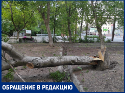 В Таганрогских Дубках рухнуло дерево: жители считают, что это не последнее аварийное растение