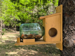 В Приморском парке Таганрога поселились белки — просят не кормить миндалём