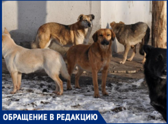 Что случится раньше: вопрос с собаками решат или кто-то пострадает в Таганроге? 