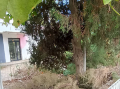 Становится рассадником заразы: грязный «анклав» в центре Таганрога