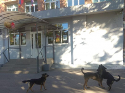 «Собачья свадьба»: таганрожцы снова жалуются на своры бродячих собак