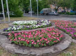 Таганрог в цвете: еще на двух улицах города высадили цветы