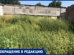 Таганрожцы жалуются на москвича, который купил участки по соседству и теперь там только амброзия