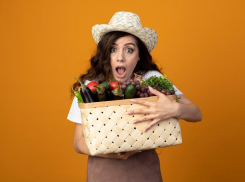 Стоимость продуктовой корзины в Таганроге и Ростовской области продолжает увеличиваться