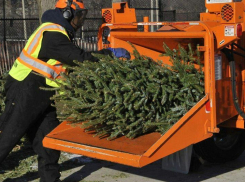 У горожан есть возможность сдать новогодние ёлки на переработку 