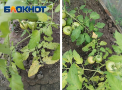 Паутинный клещ не оставляет таганрогским огородникам шансов