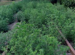 Таганрог вошел в число «лидеров» по нескошенной траве