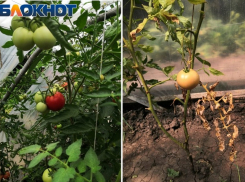 Называем причины, по которым у таганрожцев гниют помидоры