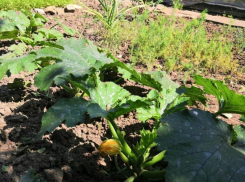 Лунный календарь таганрогского дачника на июнь 2023: что можно и что нельзя