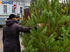 Таганрожцы шокированы ценами на праздничные ёлки