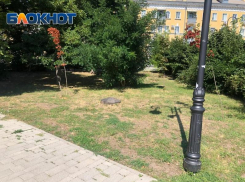 Деньги освоили, а капельный полив в Таганроге так и не появился