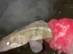  Живая рыбка погибает в Таганрогском заливе