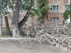 «Глупо собирать листья, когда рядом валяются деревья», -таганрожец о работе «Благоустройство»