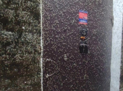 Зеленые комары вернулись в Таганрог